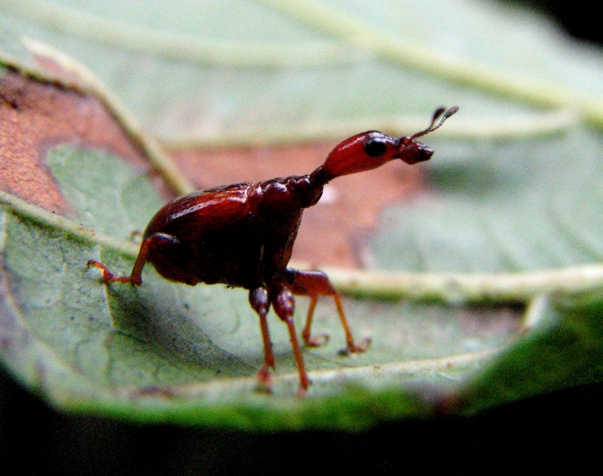 weevil